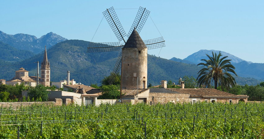 Mallorca cuenta con dos vinos de Denominación de Origen y más de 70 bodegas
