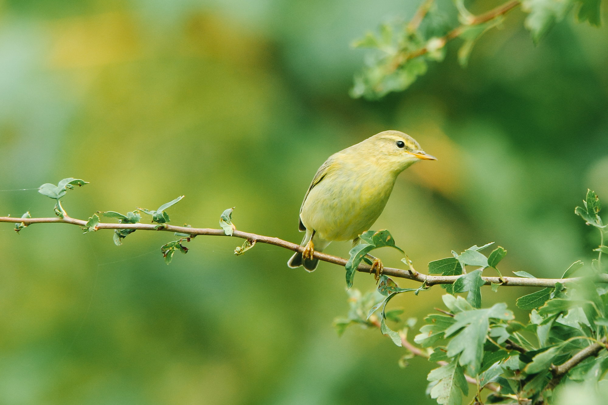 In spring, warblers, terns, martins and swifts come to the Wetlands and then head south in winter.