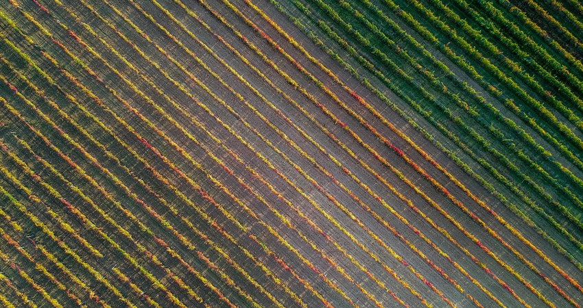 Bodegas Ramón Bilbao, 180 hectáreas de viñedo en Rioja y 60 en Rueda 