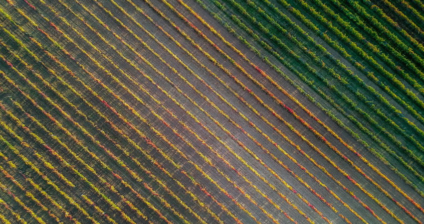Bodegas Ramón Bilbao, 180 hectáreas de viñedo en Rioja y 60 en Rueda 
