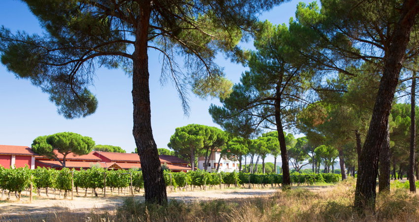 Finca Villacreces, 110 hectáreas de terrerno, de las que 64 son viñedos