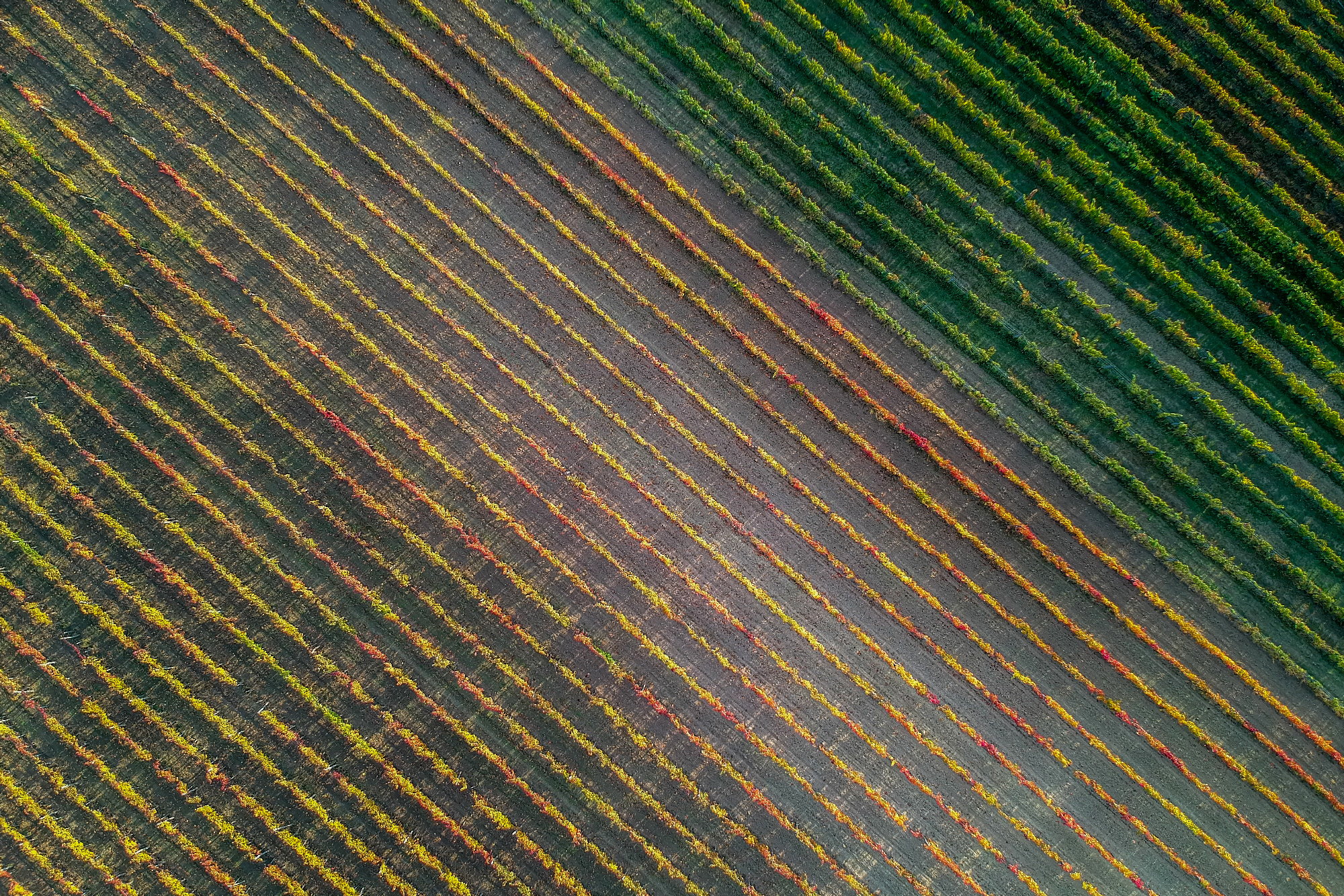 Bodegas Ramón Bilbao, 180 hectares of vineyards in Rioja and 60 in Rueda