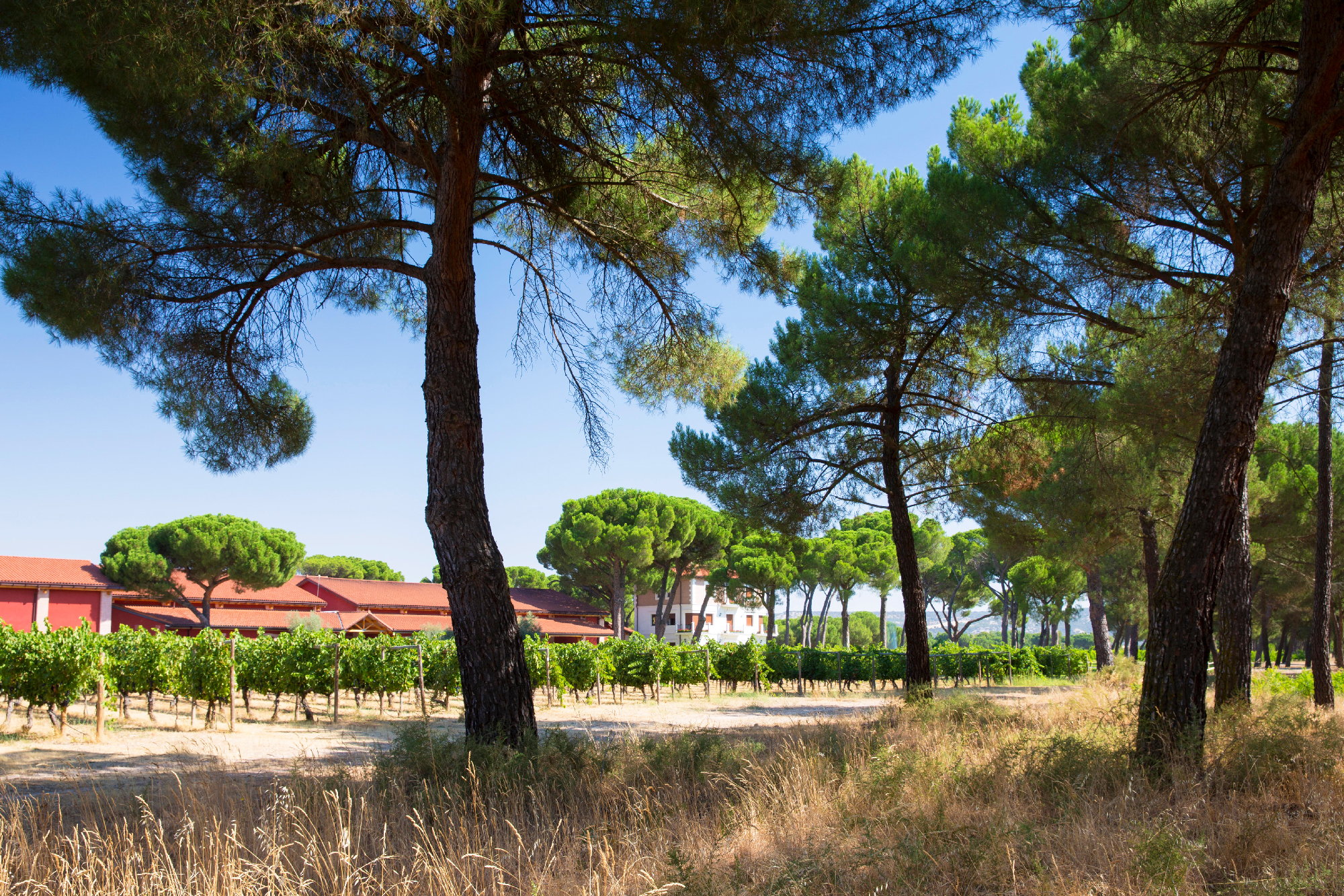 Finca Villacreces: 110 hectares of land of which 64 are vineyards