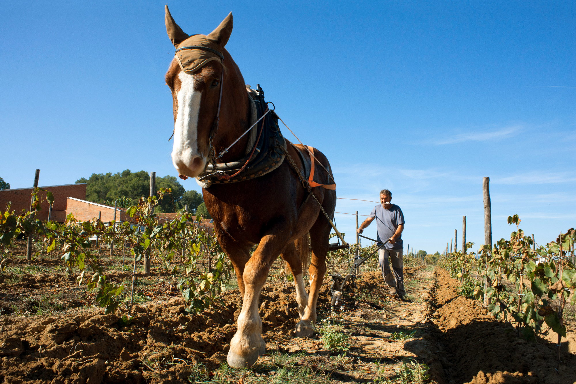 Freixenet stores more than 120 million bottles