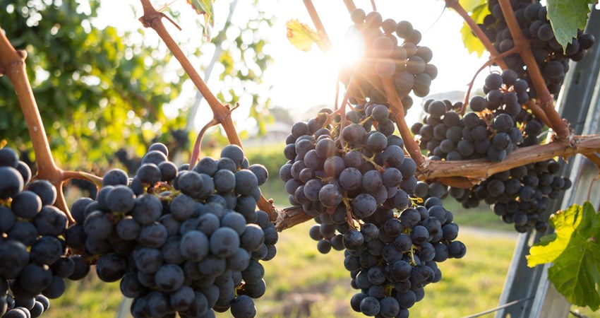 Las cepas de La Rioja producen un vino exquisito