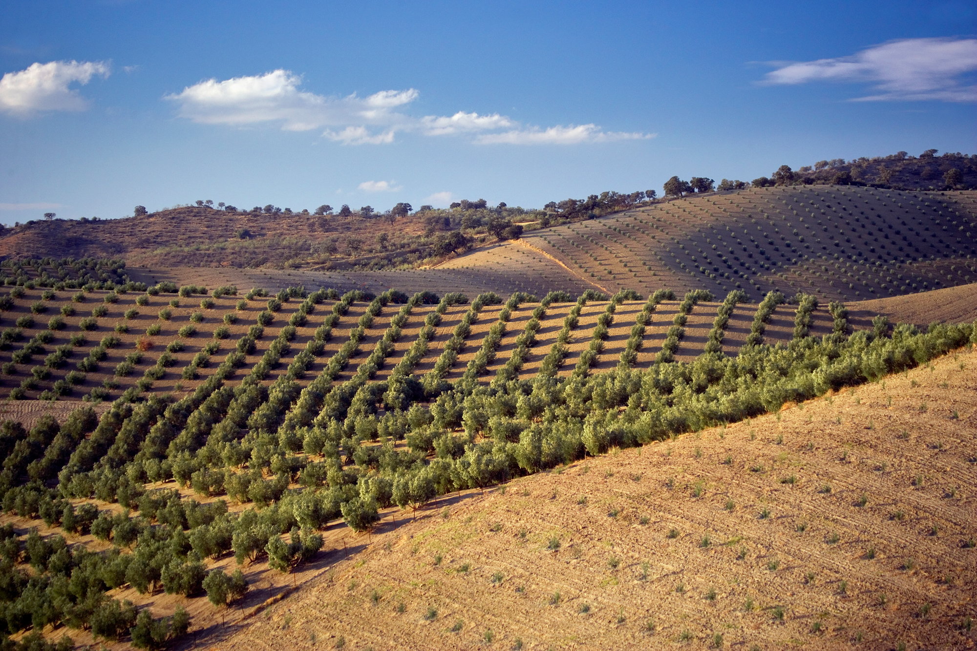 Vacaciones entre los olivos españoles