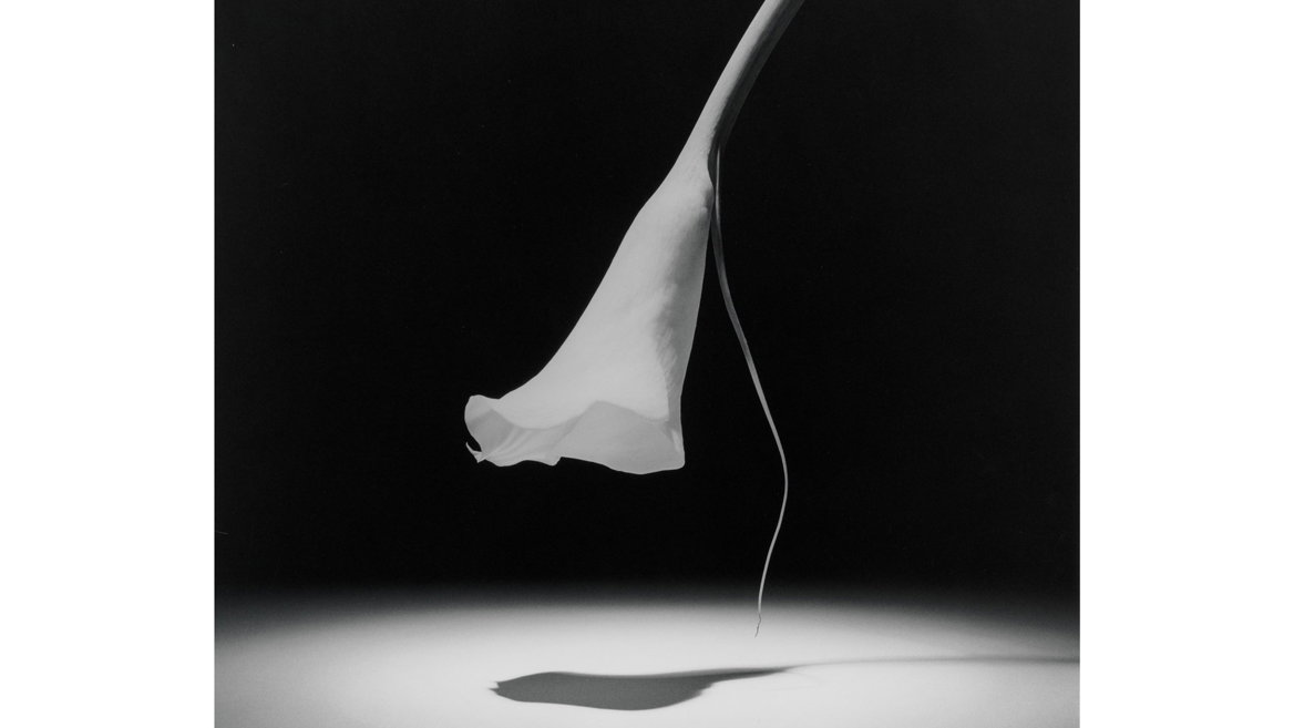 Robert Mapplethorpe Calla Lily, 1986
