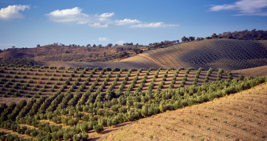 Andalusian olive oil is Spain’s liquid gold