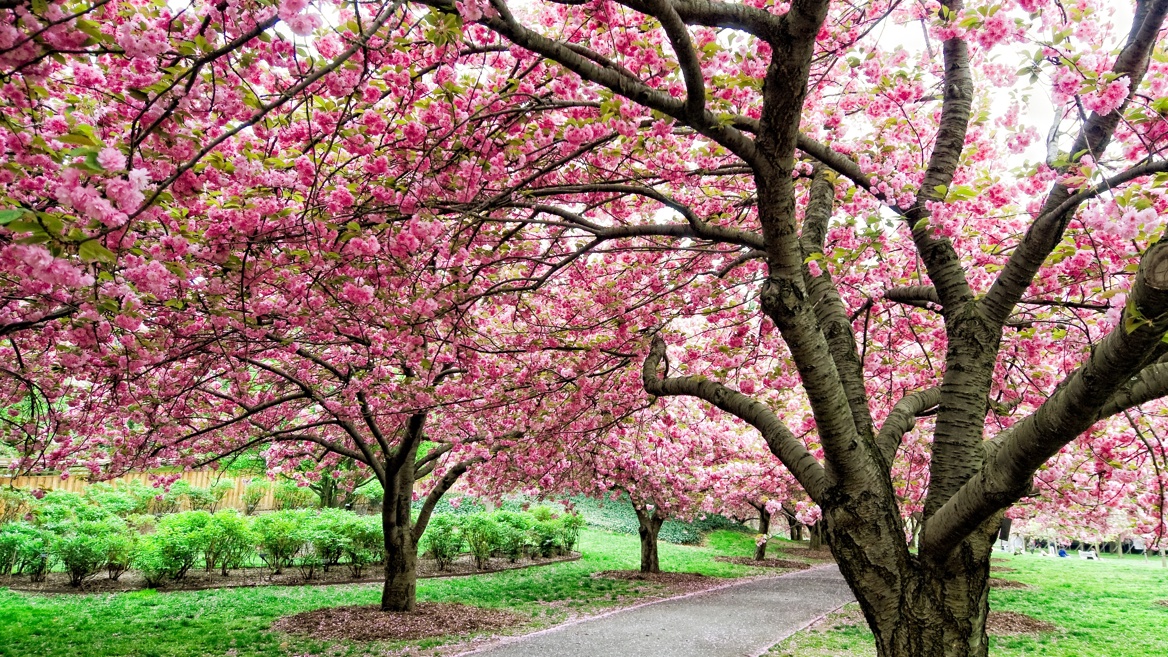 Explanada de los cerezos en el Brooklyn Botanic Garden