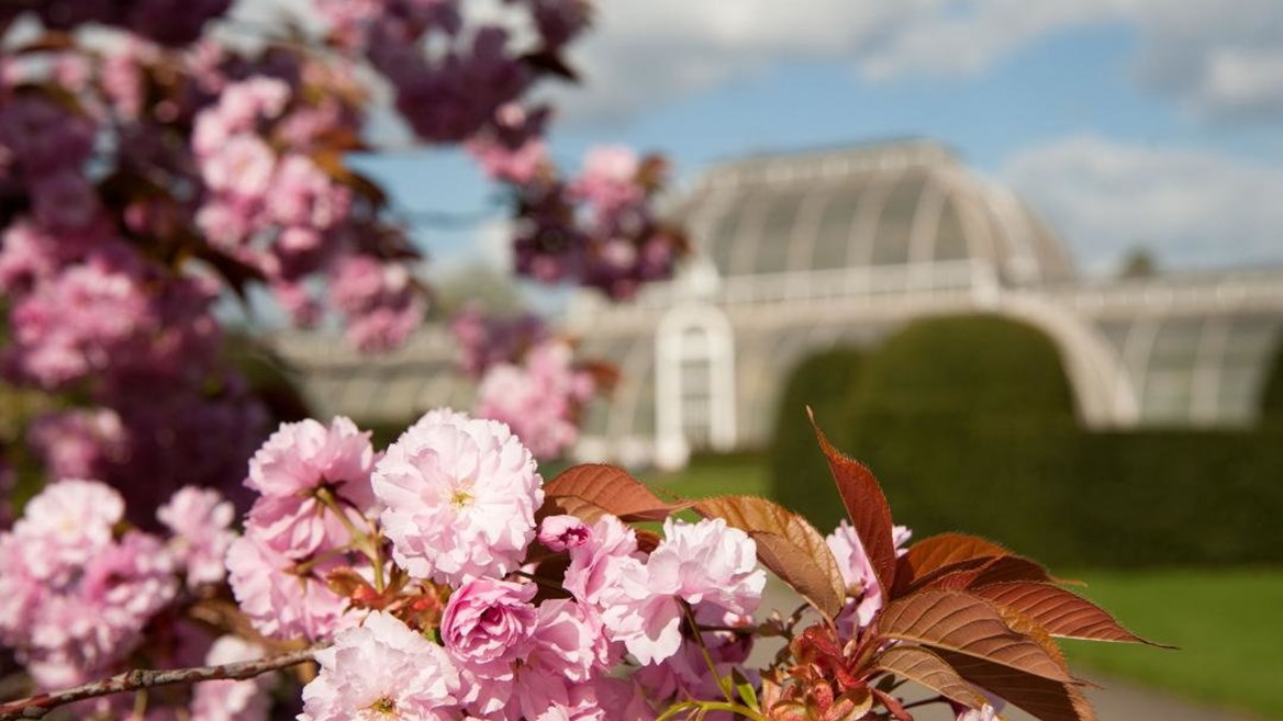 Cerezos en flor en Kew Gardens, Londres