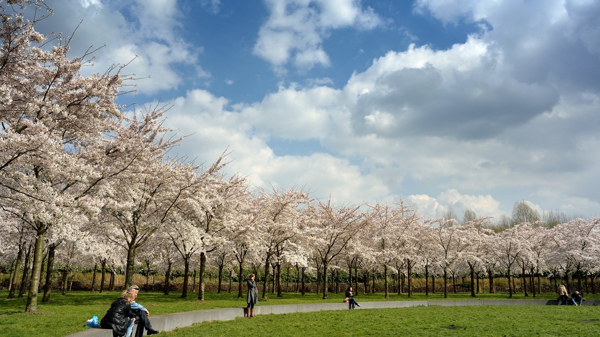 Cerezos en flor en Amsterdam Bos