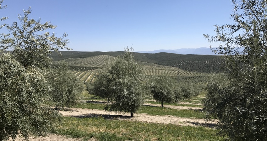 Córdoba es internacionalmente conocida como una de las zonas productoras del mejor aceite de oliva del mundo.