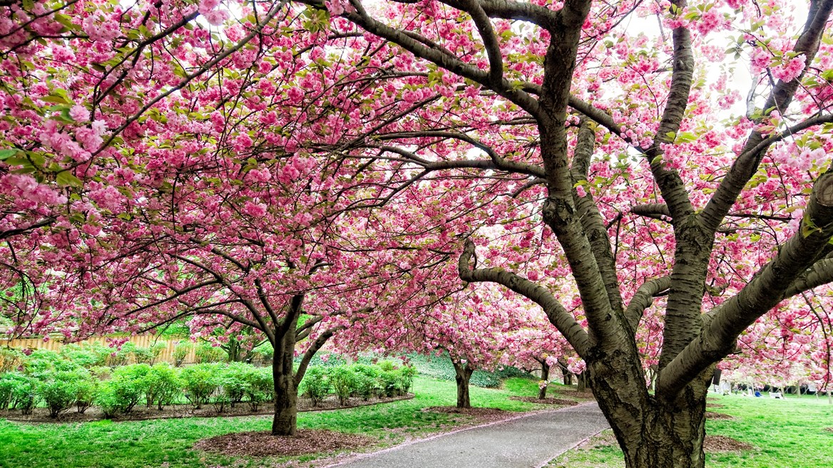 Brooklyn has various kinds of cherry trees that blossom at different times, which makes it an ideal spot for seeing this phenomenon.