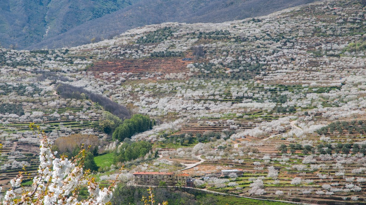 Cherry blossom festival at Valle del Jerte, Extremadura, Spain