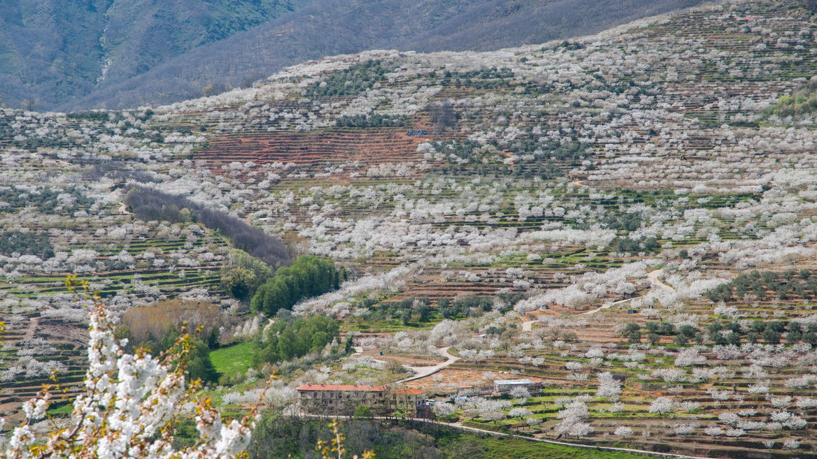 Cherry blossom festival at Valle del Jerte, Extremadura, Spain