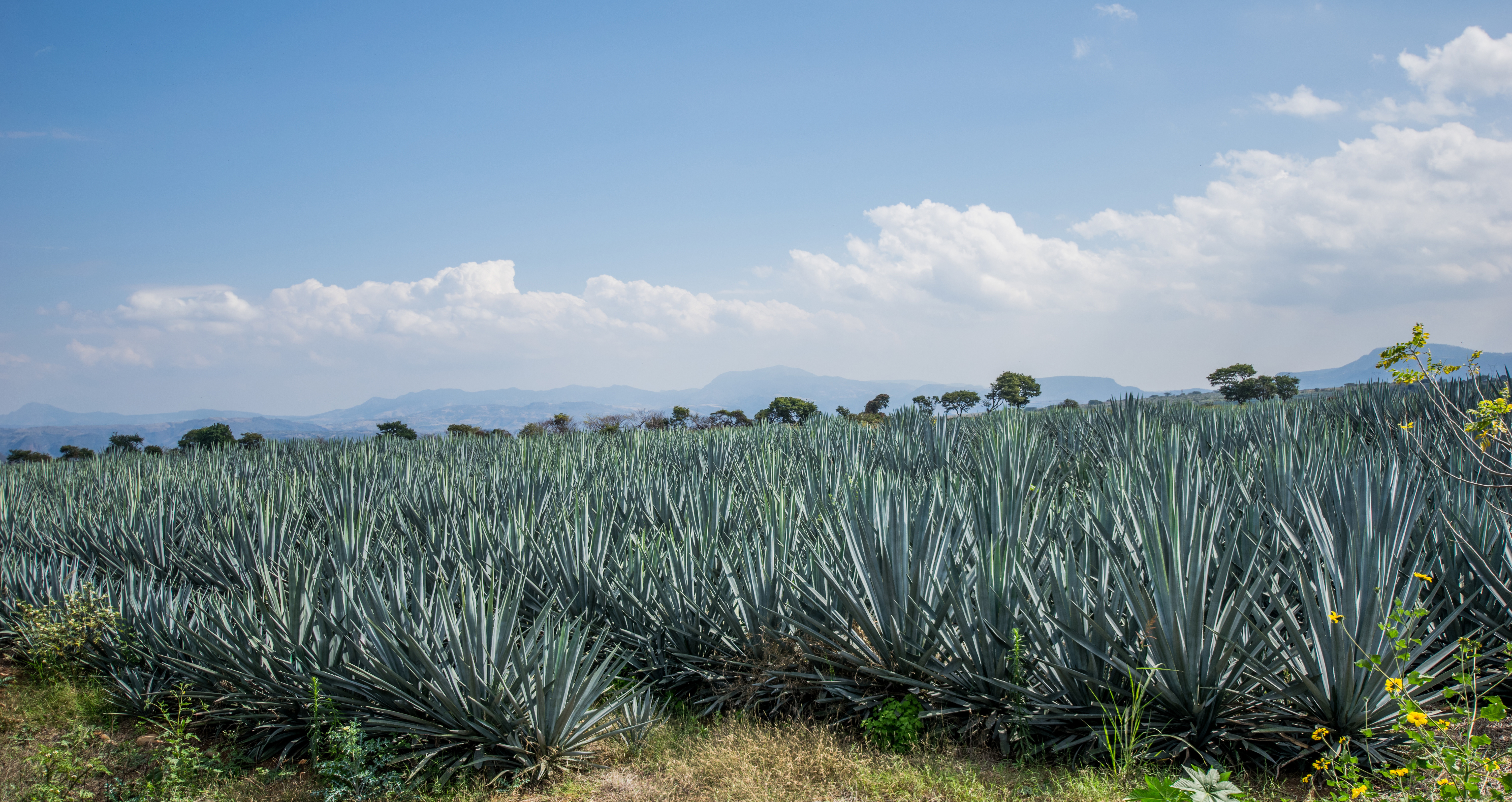 The Route of the Tequila in Jalisco, state of Mexico in which the film is developed The thin yellow line