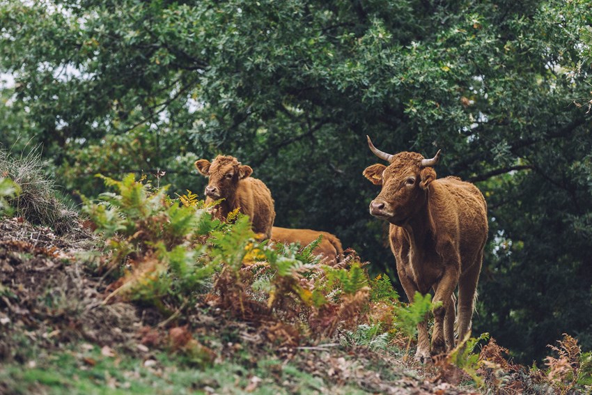 Descubre la naturaleza salvaje del Hayedo de Montejo con Stopover Hola Madrid si haces escala en la capital española.