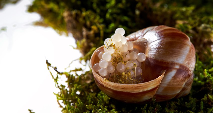 In Minibar, Peru, José Andrés brings new potions to life, such as a frozen salad or a dessert tree.