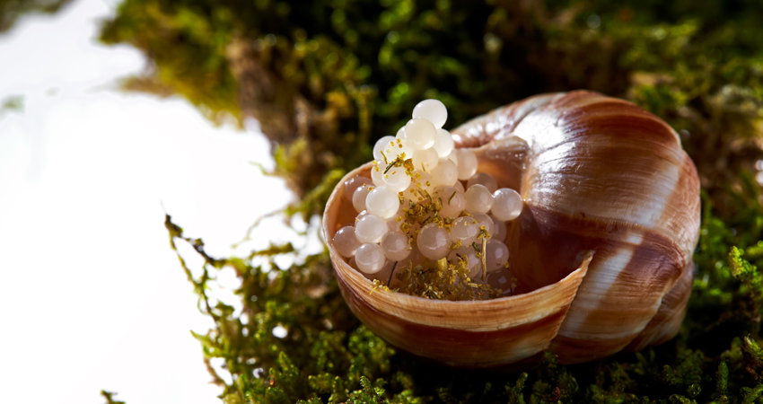 In Minibar, Peru, José Andrés brings new potions to life, such as a frozen salad or a dessert tree.