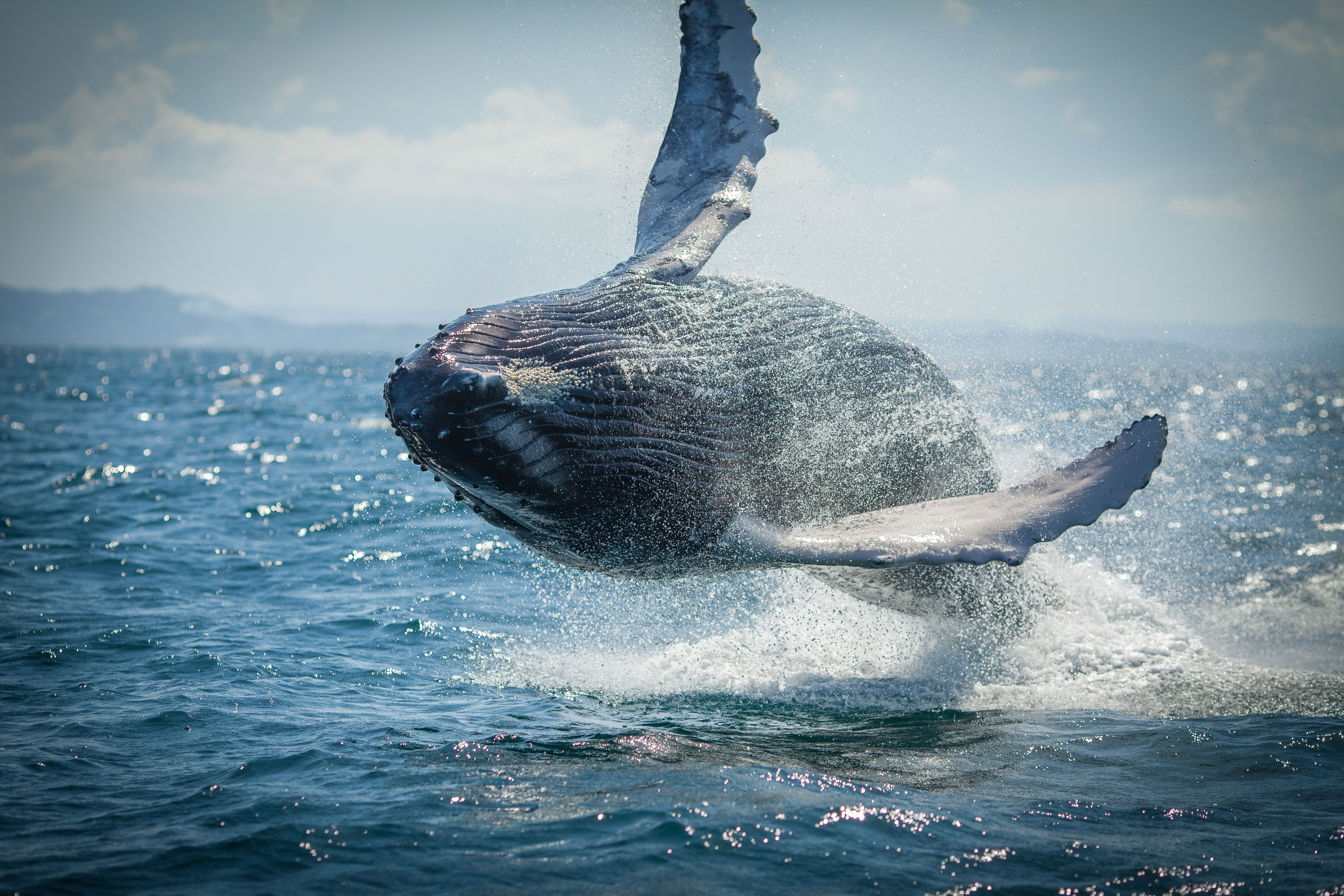 En tu viaje a República Dominicana, no te pierdas una excursión en barco para ver a las ballenas jorobadas de cerca en la Bahía de Samaná.