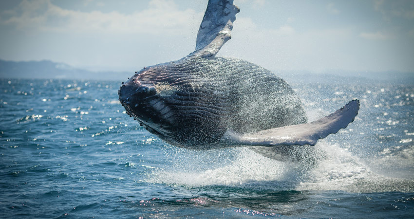 En tu viaje a República Dominicana, no te pierdas una excursión en barco para ver a las ballenas jorobadas de cerca en la Bahía de Samaná.