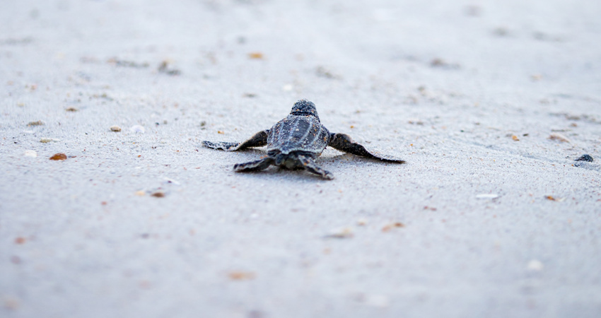 Pedernales, al suroeste de la isla, donde descubriremos arrecifes muy bien conservados y la mayor población de tortugas carey del Caribe