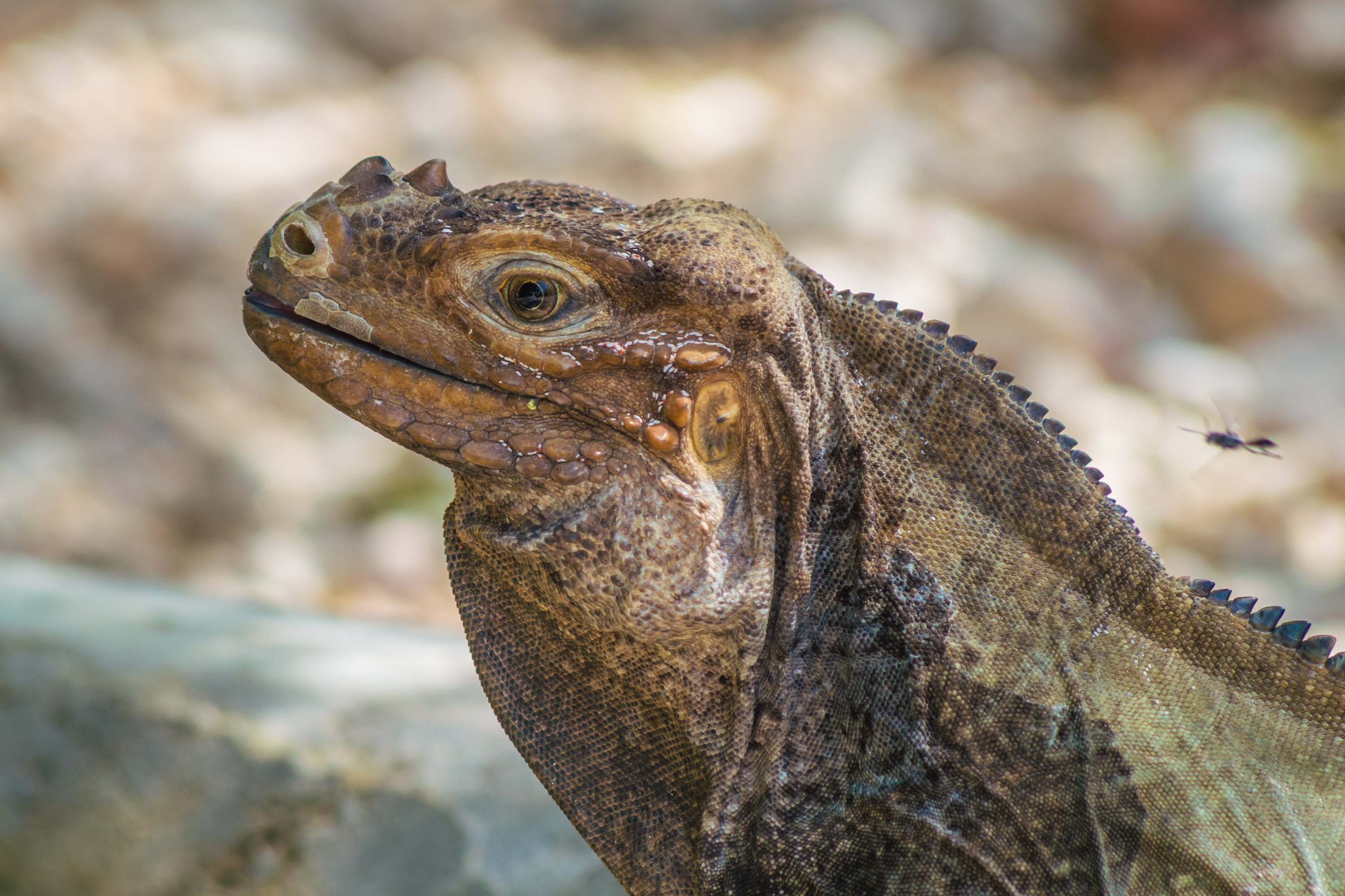 En el lago Enriquillo se pueden conocer especies como el cocodrilo americano, la iguana rinoceronte o la iguana de Ricord.