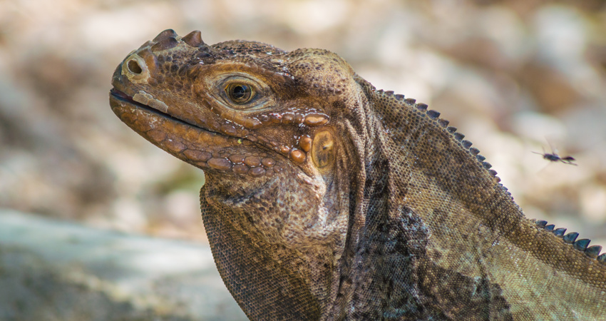 En el lago Enriquillo se pueden conocer especies como el cocodrilo americano, la iguana rinoceronte o la iguana de Ricord.