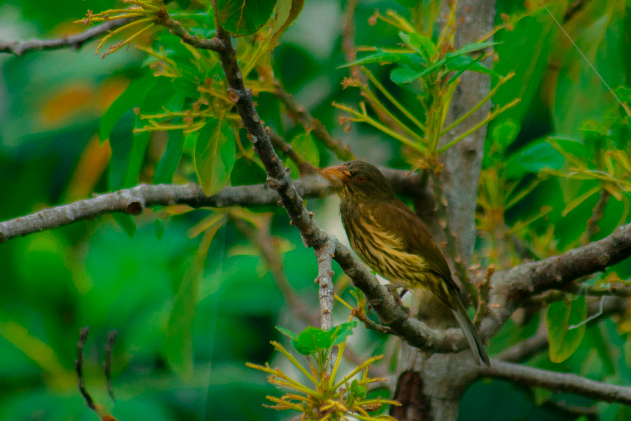 The cigua palmera is one of the most sought after species by ornithologists and is considered the national bird of the Dominican Republic