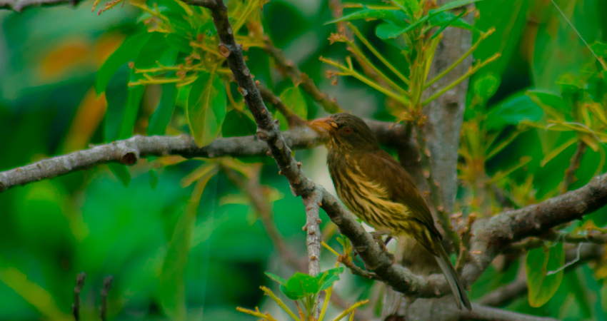 The cigua palmera is one of the most sought after species by ornithologists and is considered the national bird of the Dominican Republic