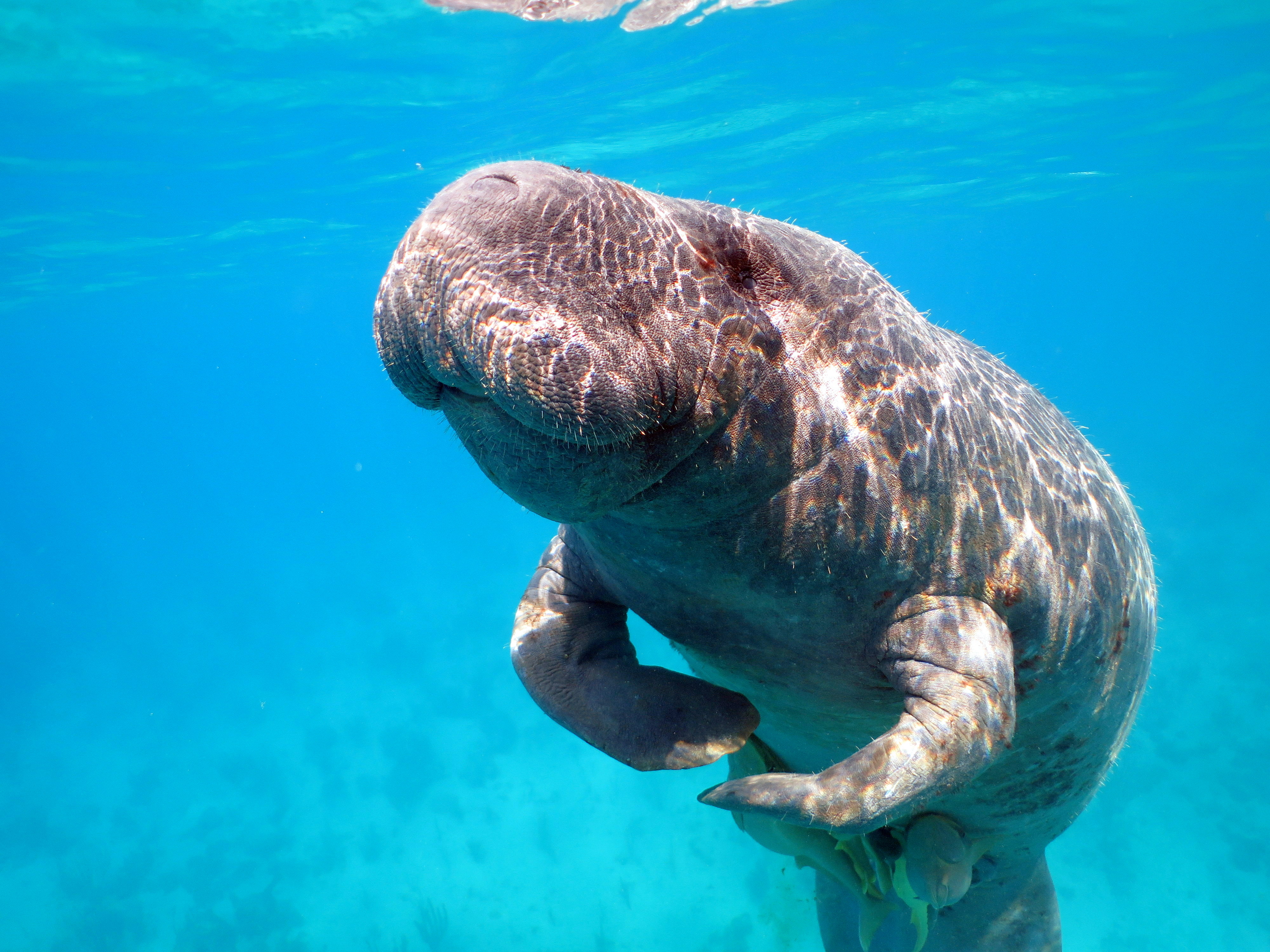 Estero Hondo has the largest Antillean manatee reserve in the Dominican Republic