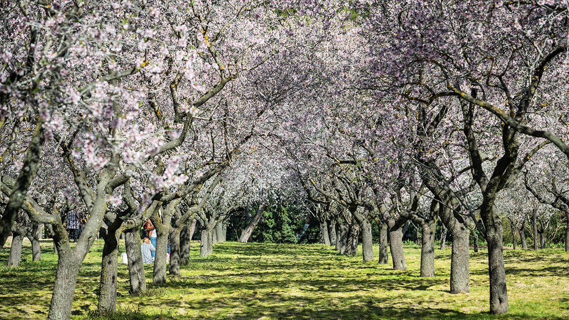 El florecer de los almendros de la Quinta de los Molinos, en Madrid, convierte al parque en uno de los escenarios más románticos de la primavera.