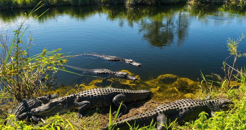 Si te gusta la aventura y viajas a Miami, no te puedes perder el Parque Natural Everglades donde podrás navegar por manglares poblados de caimanes y avistar manatíes, delfines, tortugas y unas 360 especies de aves.