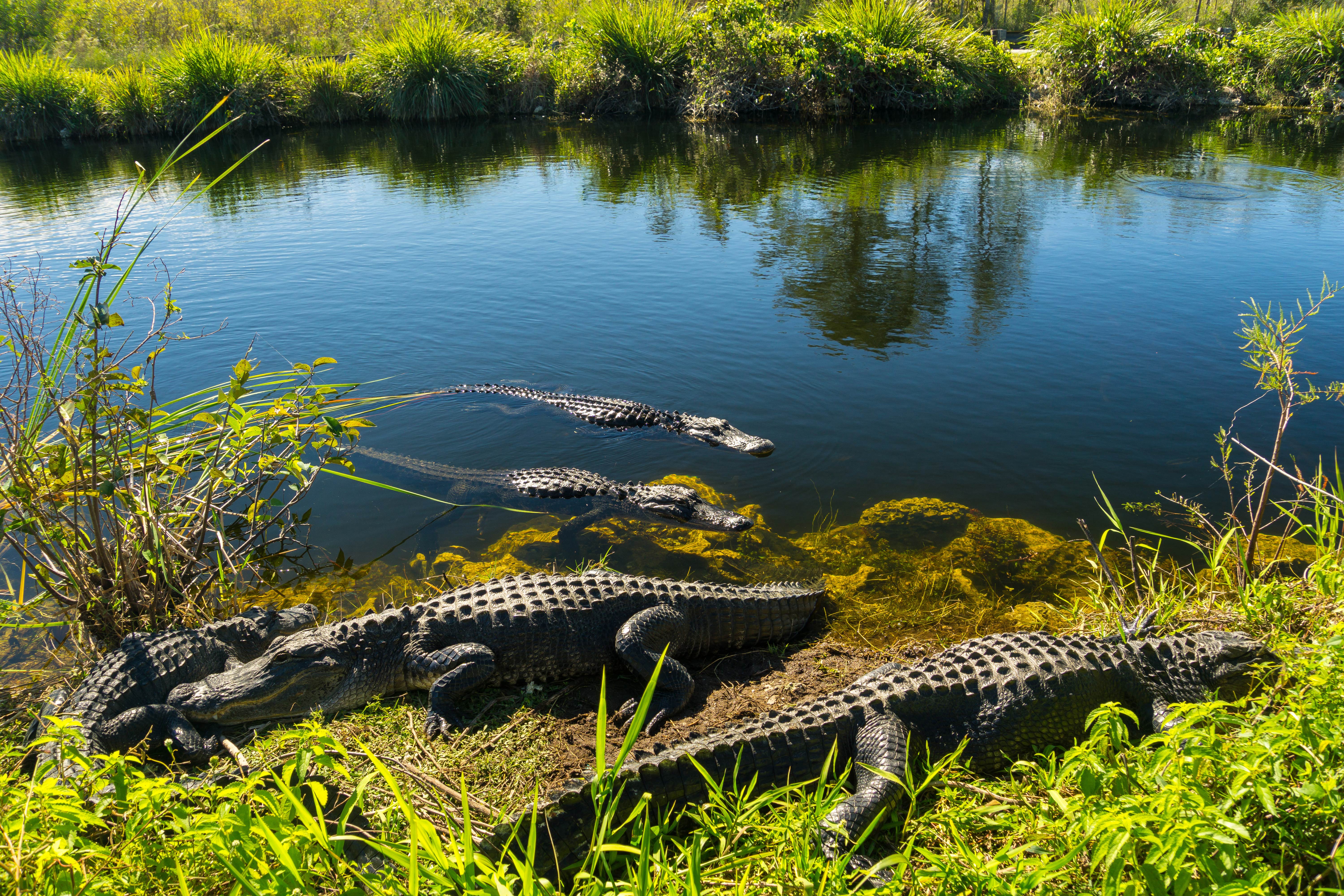 If you like adventure and you’re travelling to Miami, you can’t miss the Everglades National Park, where you can sail among mangroves filled with alligators and spot manatees, dolphins, turtles and around 360 species of birds.