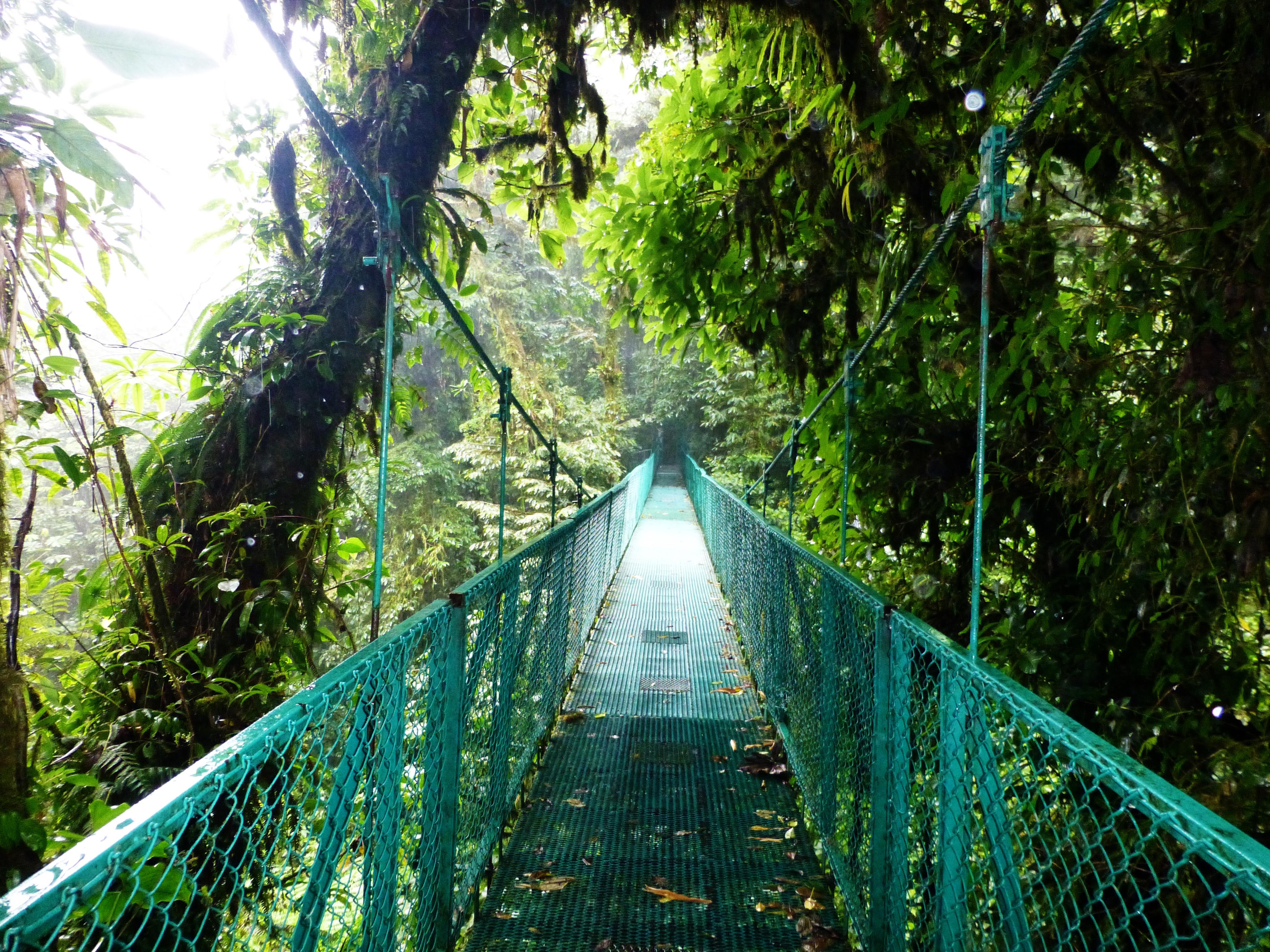 If you like adventure trips, the Monteverde rainforest is for you.