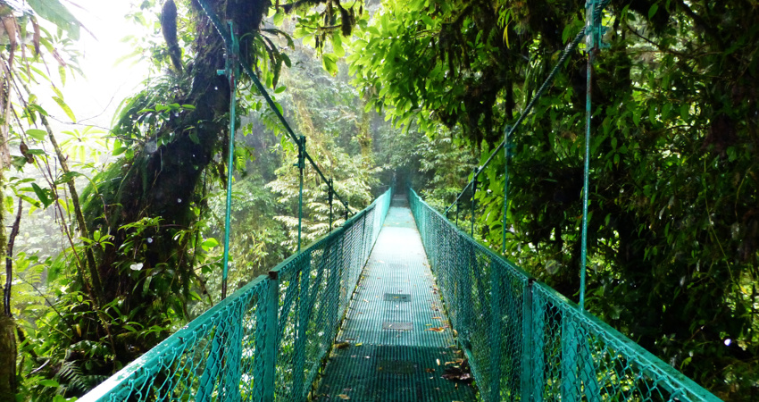 If you like adventure trips, the Monteverde rainforest is for you.