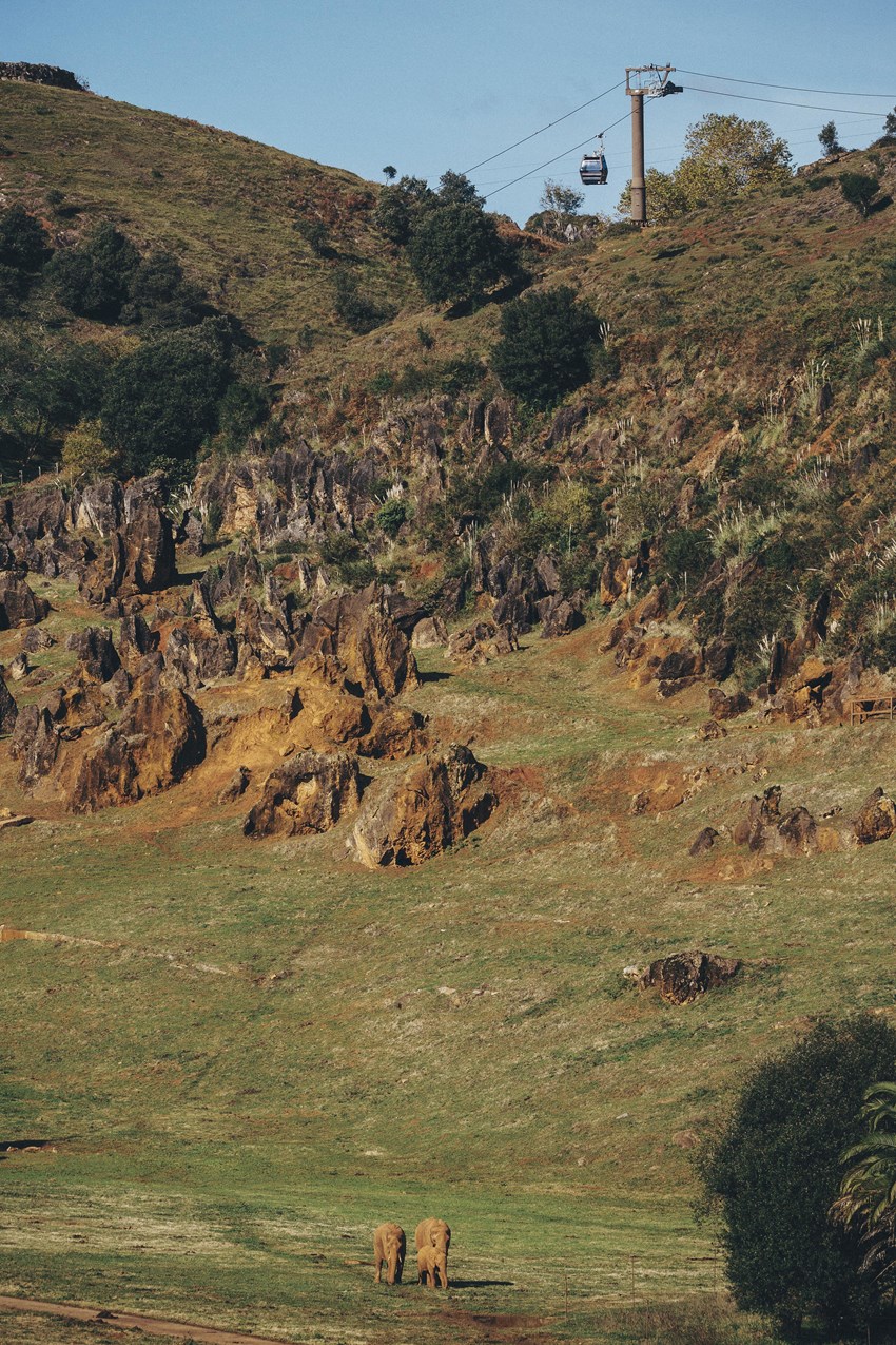 The elephants living in Cabárceno Natural Park, 20km from Santander (Cantabria).