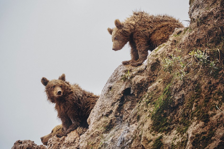 Cabárceno Natural Park in Cantabria is fighting to ensure the future of the brown bear in the region and across the entire Iberian Peninsula.