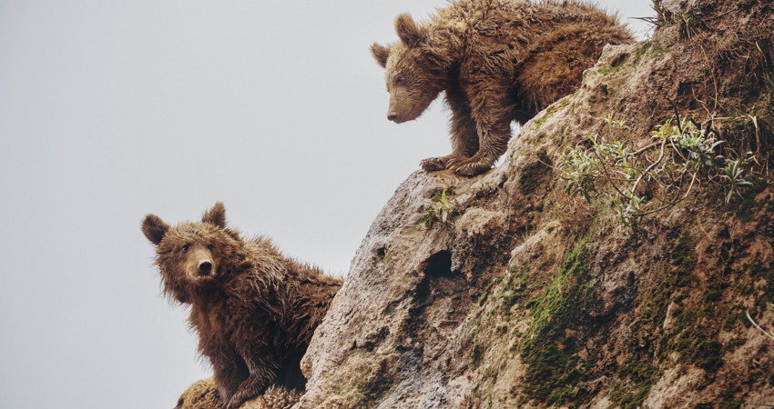 El Parque de la Naturaleza de Cabárceno en Cantabria lucha por garantizar el futuro del oso pardo en la región y en toda la península ibérica.