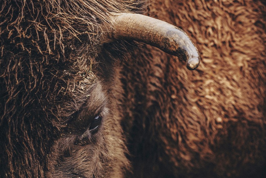 A major reproductive programme is being carried out in Cabárceno Natural Park; its aim is to ensure the genetic diversity of bison.