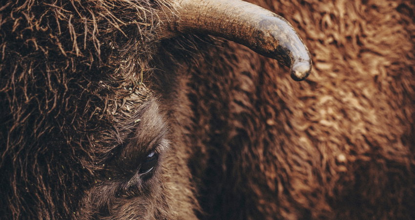 En el Parque de la Naturaleza de Cabárceno se lleva a cabo un importante programa de reproducción que busca garantizar la diversidad genética de los bisontes.