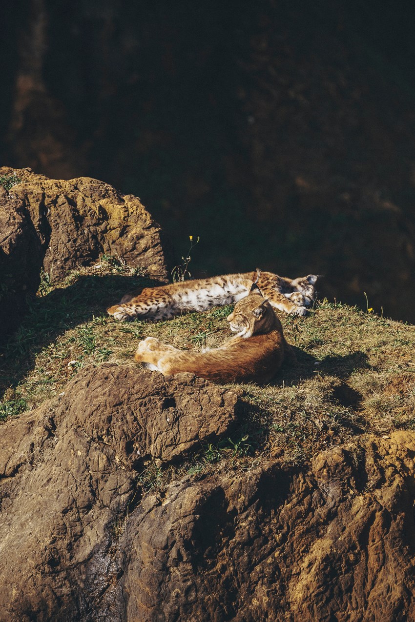 The Eurasian lynxes in Cabárceno, 20km from Santander, like to remain close to the middle of their space, near the Rubí viewpoint.