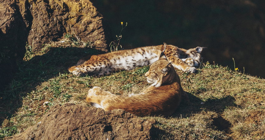El lince boreal en Cabárceno, a 20 km de Santander, se encuentra casi siempre en la zona central de su recinto, cerca del mirador Rubí.