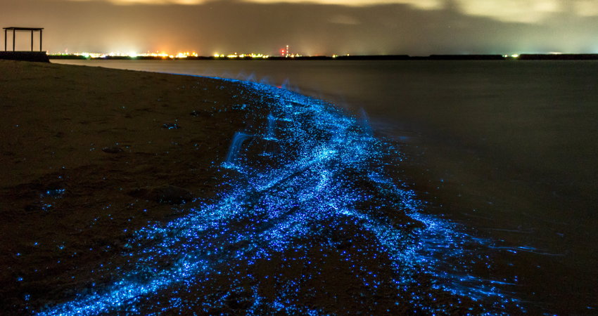 Disfruta del espectáculo de bioluminiscencia en la isla de Vaadhoo en tus vacaciones en Maldivas.