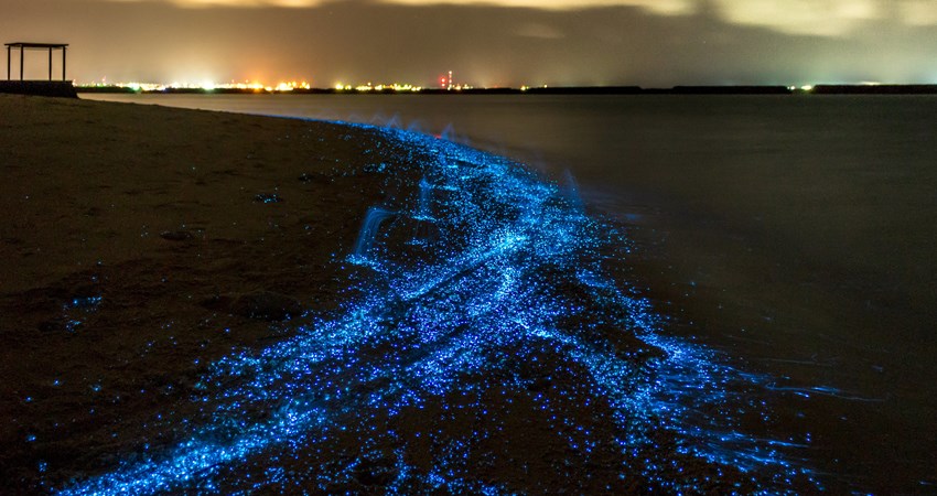 Enjoy the bioluminescence show on the island of Vaadhoo on your holiday in the Maldives.
