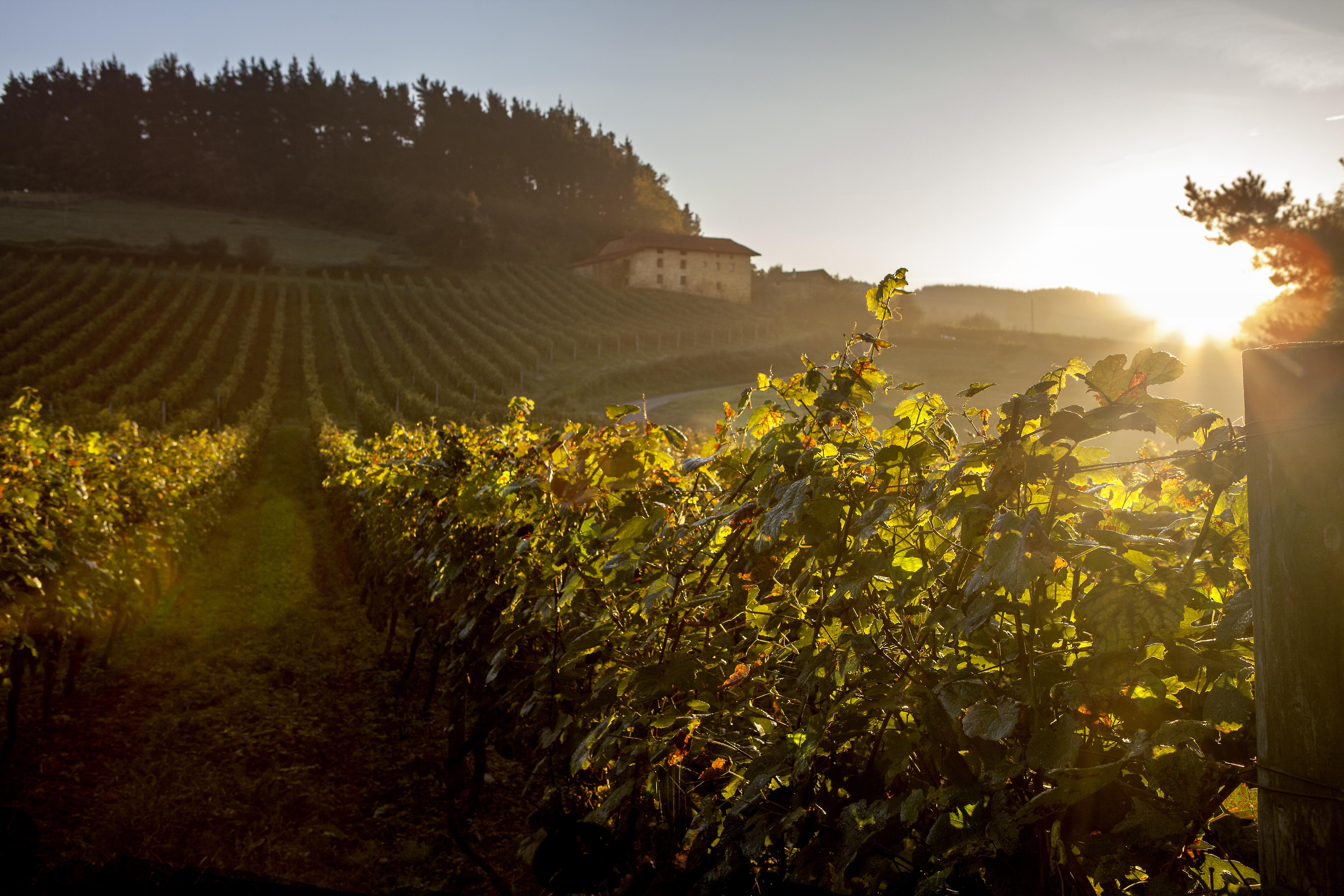 Disfruta de un recorrido por la ruta productora de vino Bizkaiko Txakolina