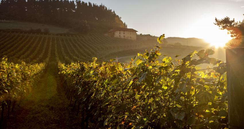 Disfruta de un recorrido por la ruta productora de vino Bizkaiko Txakolina