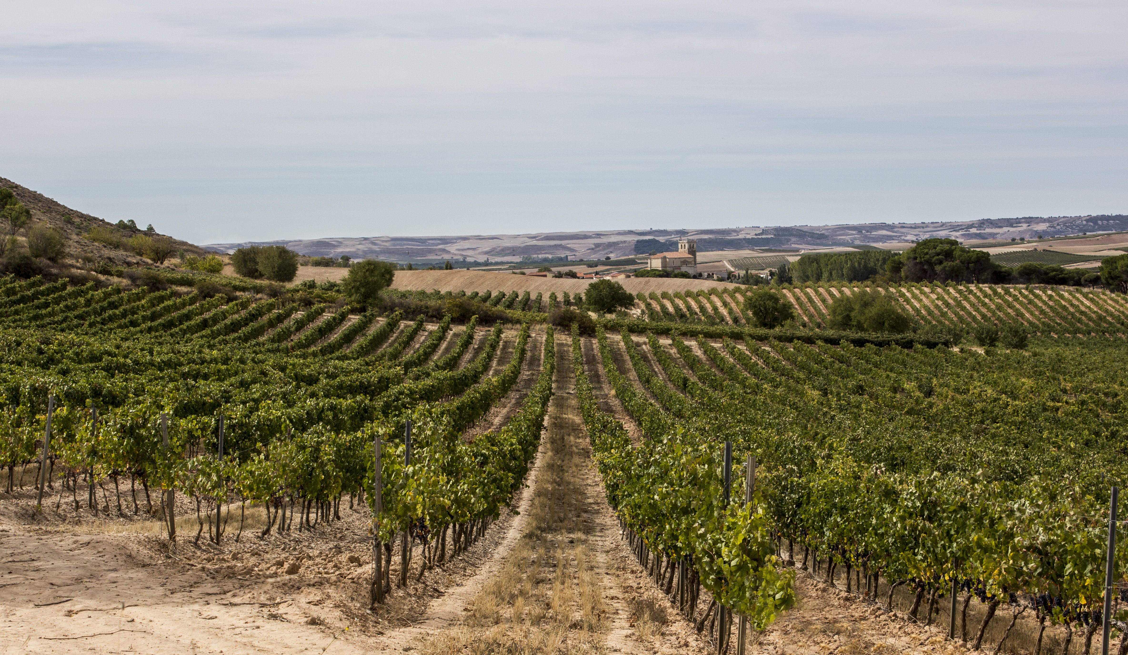 recorre la ruta de los vinos de la mancha y prueba las variedades de bodegas artero