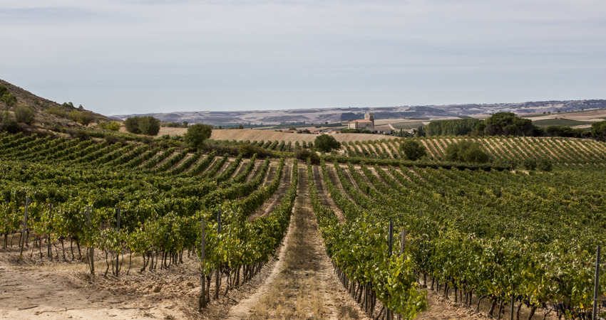 recorre la ruta de los vinos de la mancha y prueba las variedades de bodegas artero