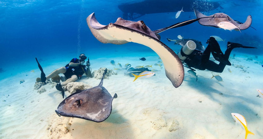 Maldivas es uno de los mejores sitios en el mundo para bucear con mantarrayas.